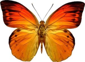 фотопечать бабочки